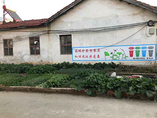 陈柏林家门前的自留地。 澎湃新闻记者 沈文迪 摄  “疯狂的萝卜”后续:一个武汉菜农再次从心酸到心宽
