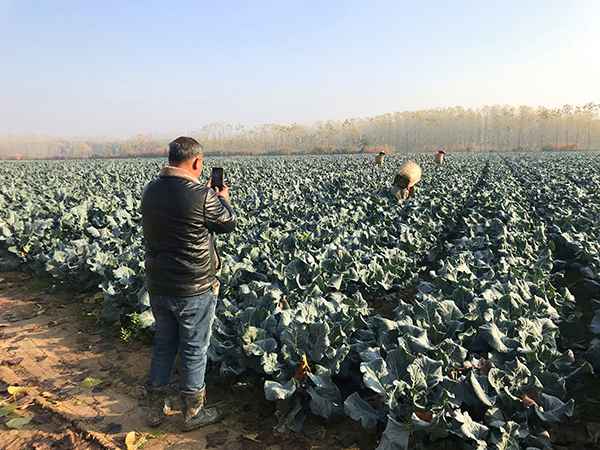 2019年12月中旬,陈柏林拍摄自己的西兰花地。 澎湃新闻记者 沈文迪摄  “疯狂的萝卜”后续:一个武汉菜农再次从心酸到心宽